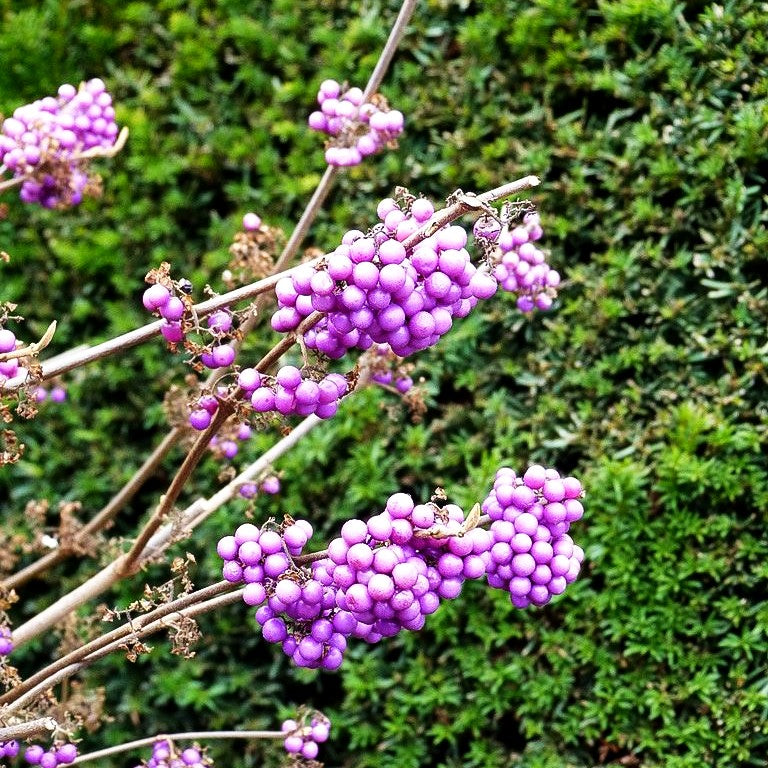Schönfrucht, Liebesperlenstrauch 'Profusion' (Callicarpa bodinieri)