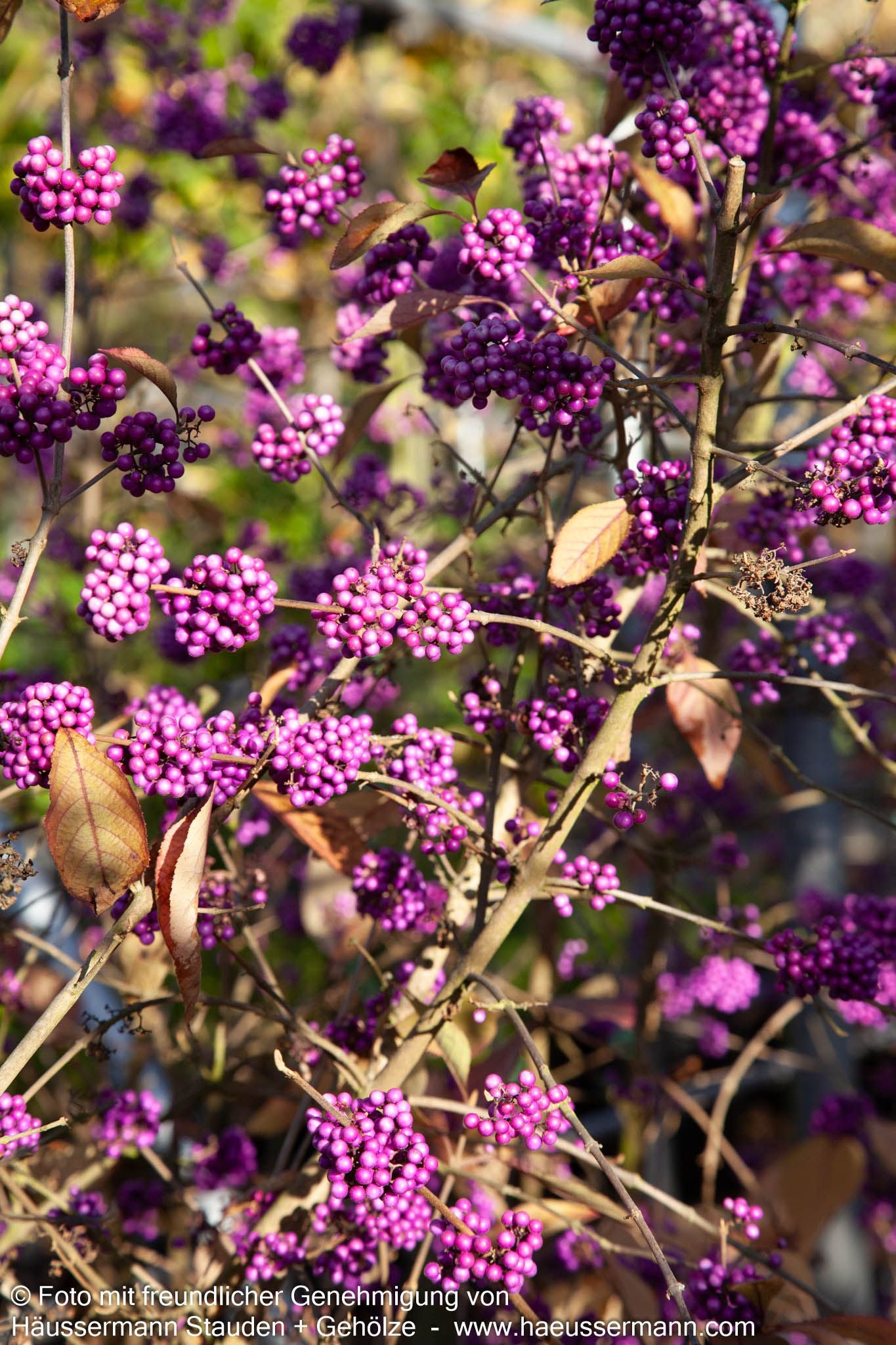 Schönfrucht, Liebesperlenstrauch 'Profusion' (Callicarpa bodinieri)