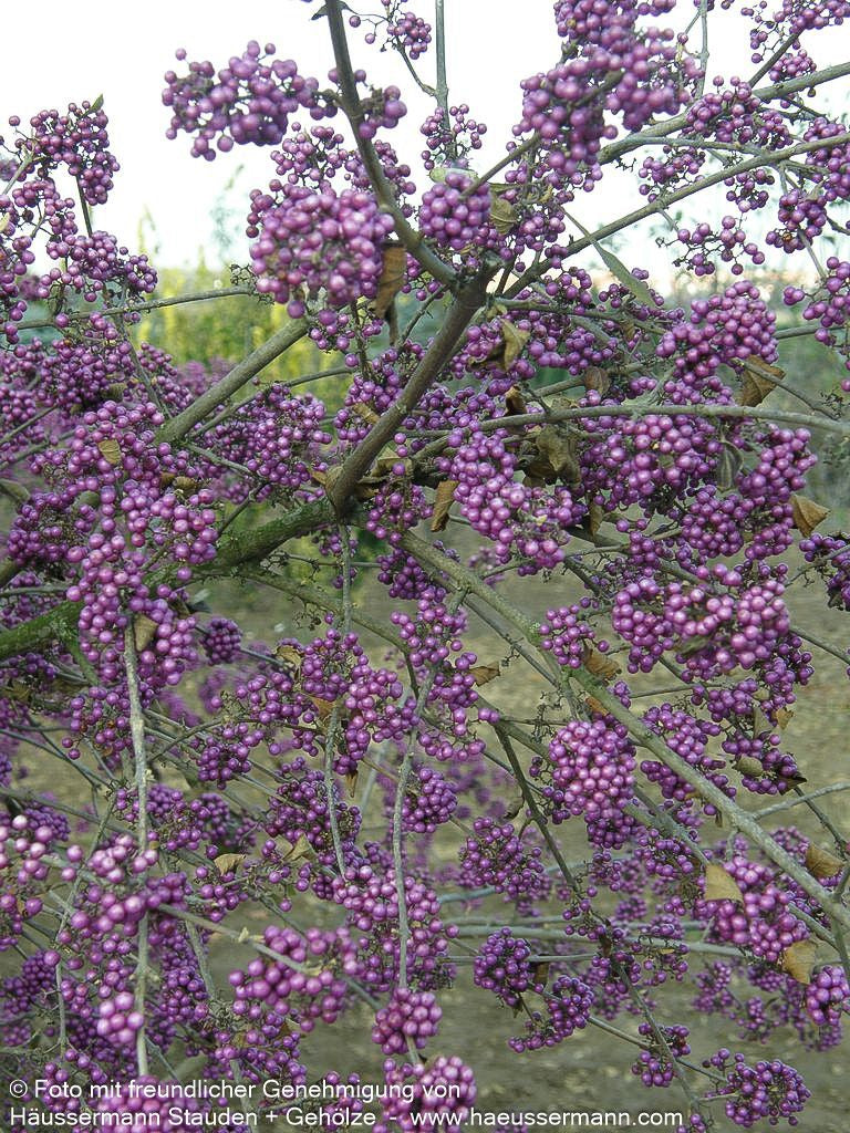 Schönfrucht, Liebesperlenstrauch 'Profusion' (Callicarpa bodinieri)