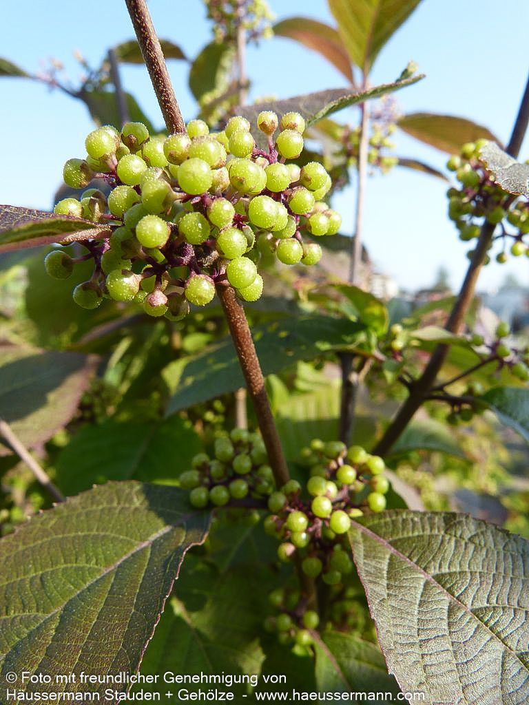 Schönfrucht, Liebesperlenstrauch 'Profusion' (Callicarpa bodinieri)