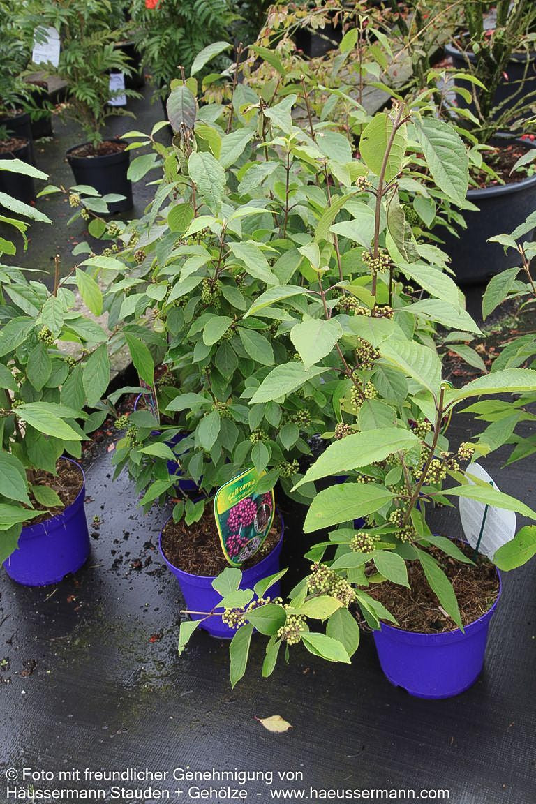 Schönfrucht, Liebesperlenstrauch 'Profusion' (Callicarpa bodinieri)