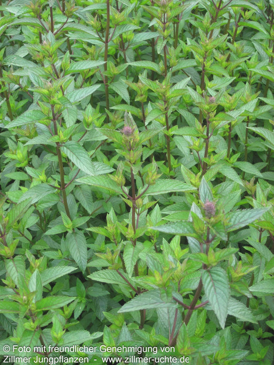 Schokoladen-Minze 'Chocolate' (Mentha x piperita)