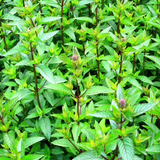 Schokoladen-Minze 'Chocolate' (Mentha x piperita)