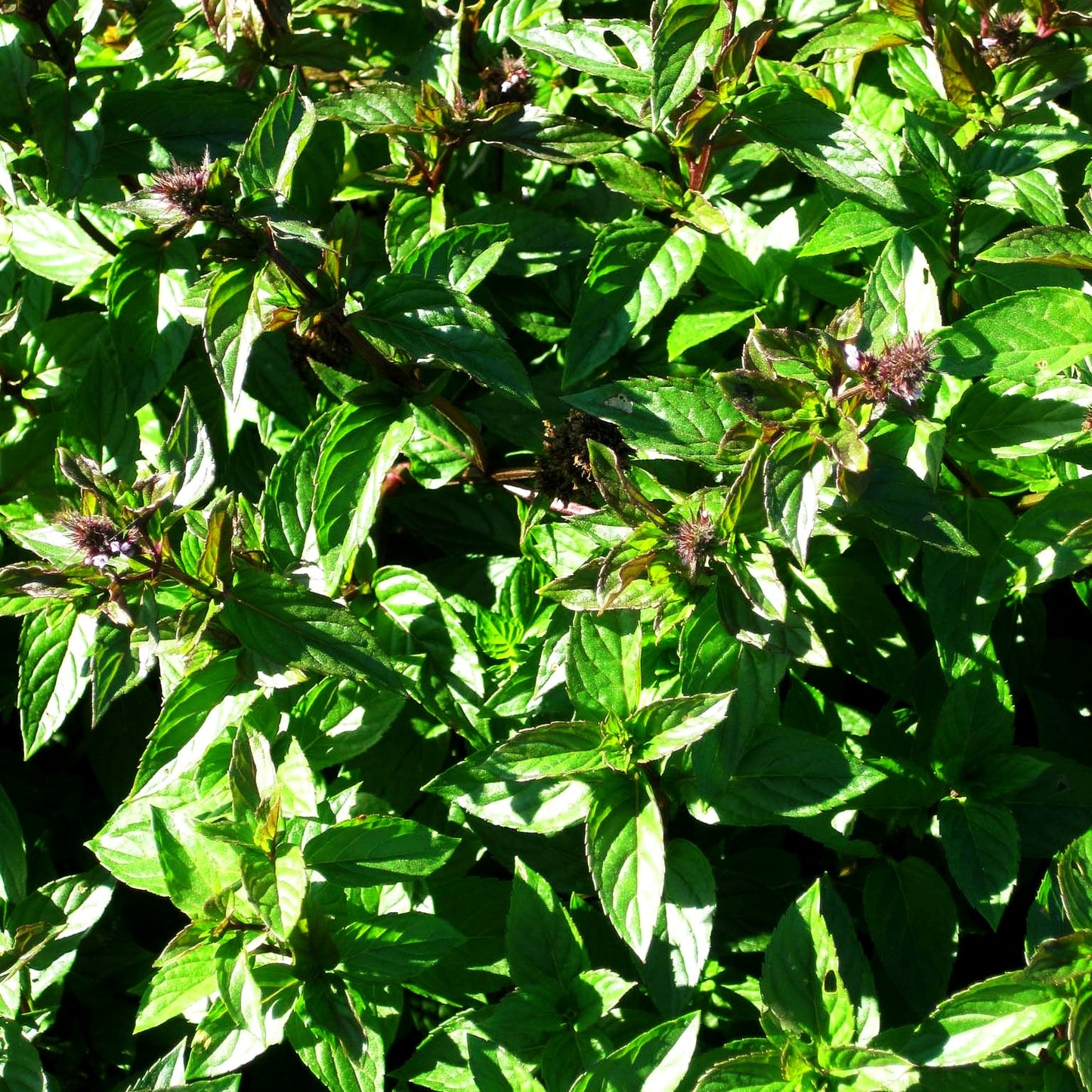 Schokoladen-Minze 'Chocolate' (Mentha x piperita)