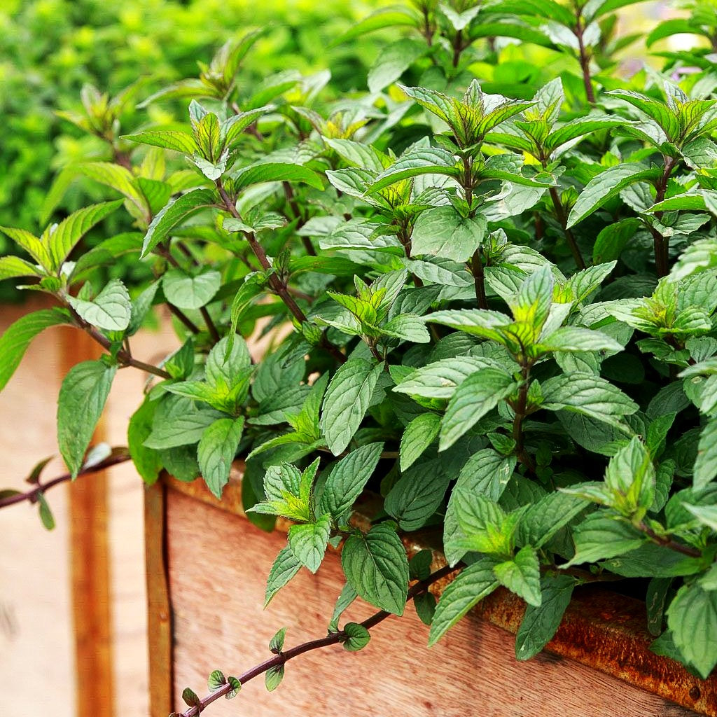 Schokoladen-Minze 'Chocolate' (Mentha x piperita)