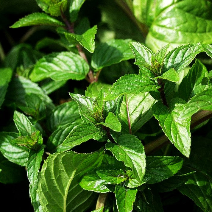 Schokoladen-Minze 'Chocolate' (Mentha x piperita)