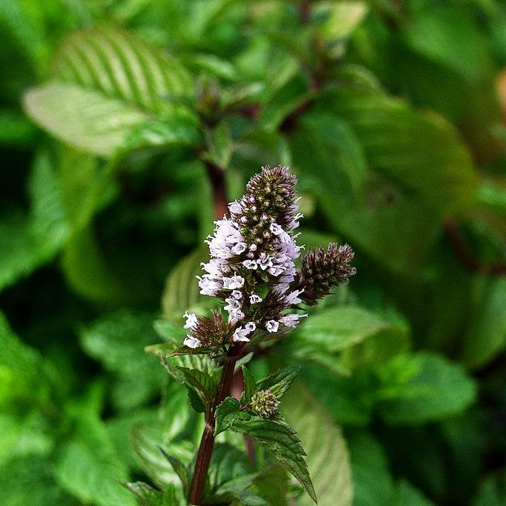 Schokoladen-Minze 'Chocolate' (Mentha x piperita)