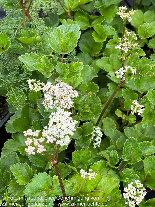 Schottischer Liebstöckel (Ligusticum scoticum)