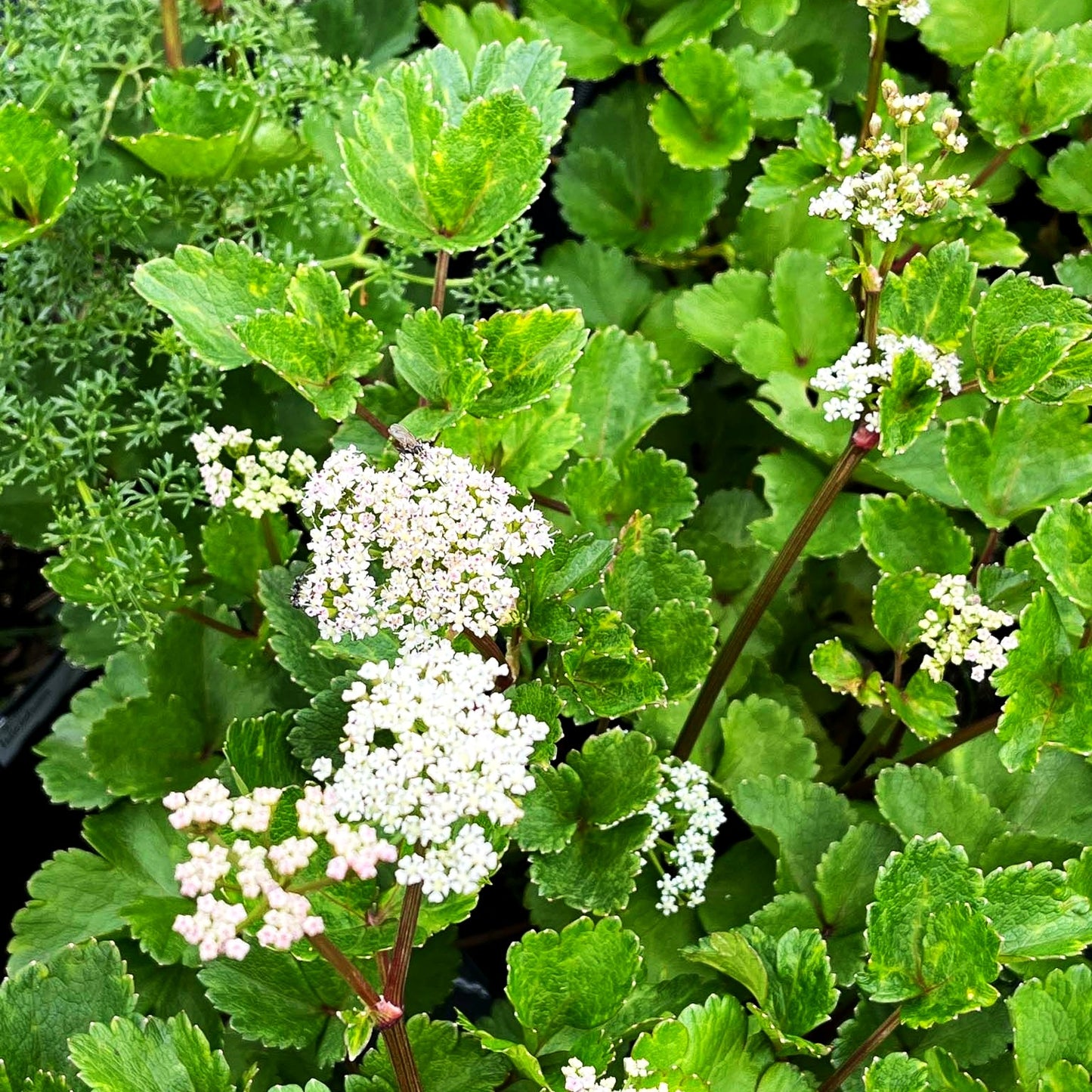 Schottischer Liebstöckel (Ligusticum scoticum)