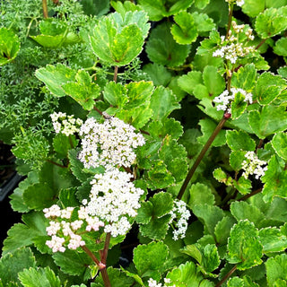 Schottischer Liebstöckel (Ligusticum scoticum)