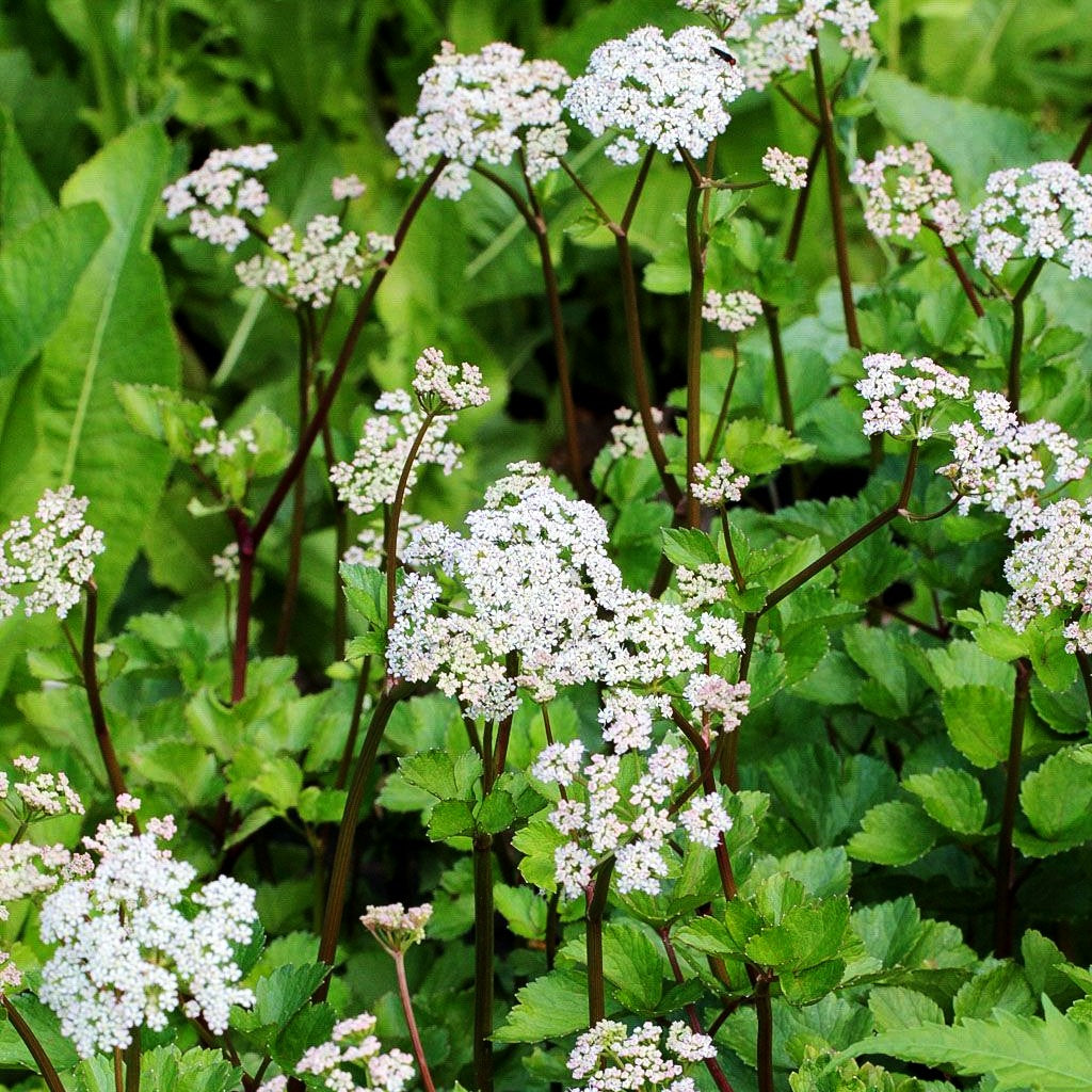 Schottischer Liebstöckel (Ligusticum scoticum)