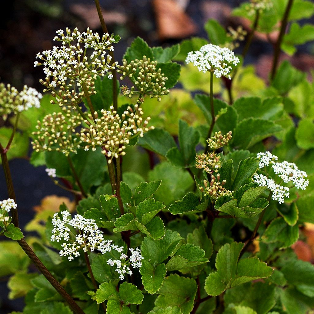 Schottischer Liebstöckel (Ligusticum scoticum)