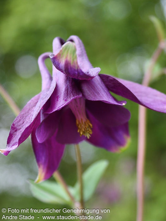 Schwärzliche Akelei (Aquilegia atrata)