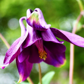 Schwärzliche Akelei (Aquilegia atrata)