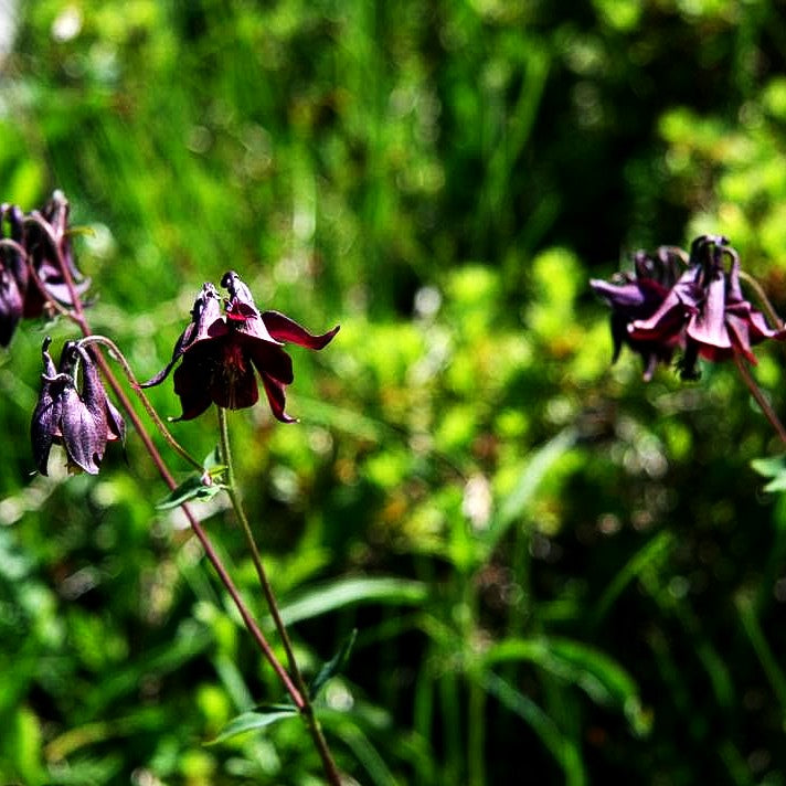Schwärzliche Akelei (Aquilegia atrata)