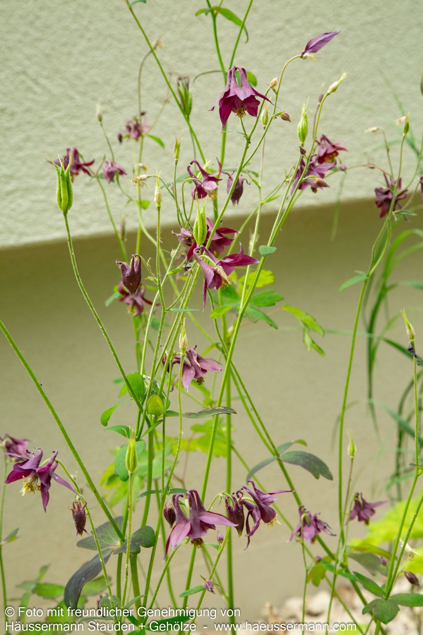 Schwärzliche Akelei (Aquilegia atrata)