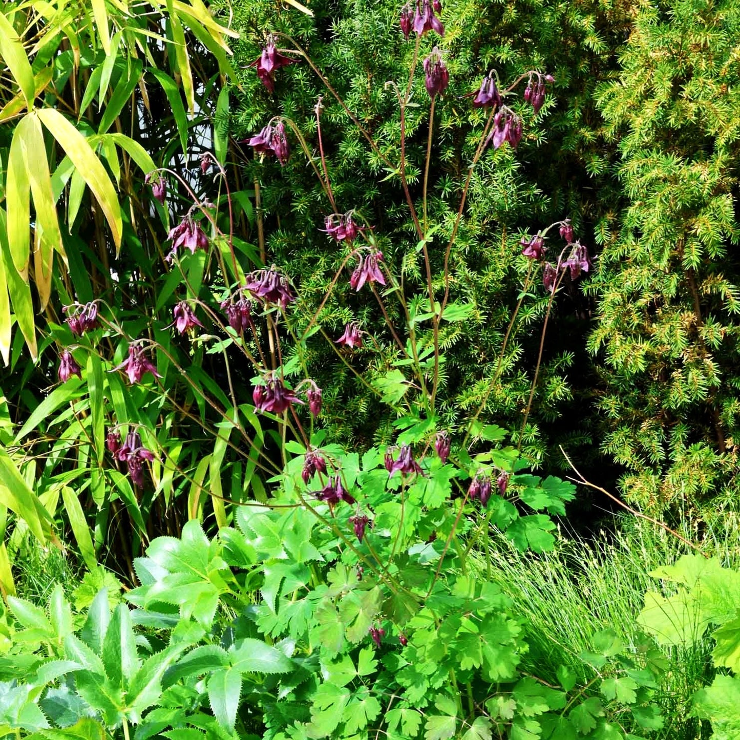 Schwärzliche Akelei (Aquilegia atrata)