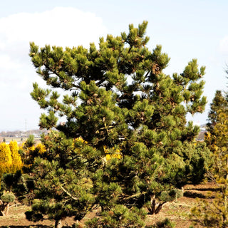 Schwarz-Kiefer 'Jeddeloh' (Pinus nigra)