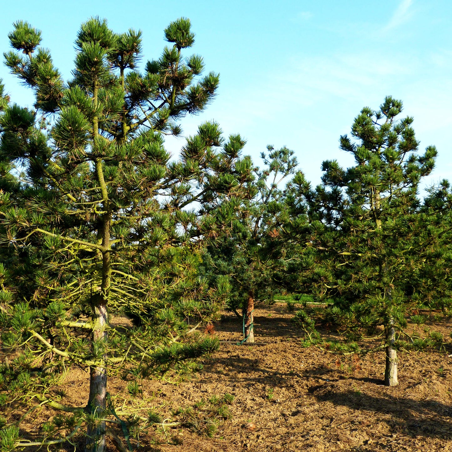 Schwarz-Kiefer 'Jeddeloh' (Pinus nigra)
