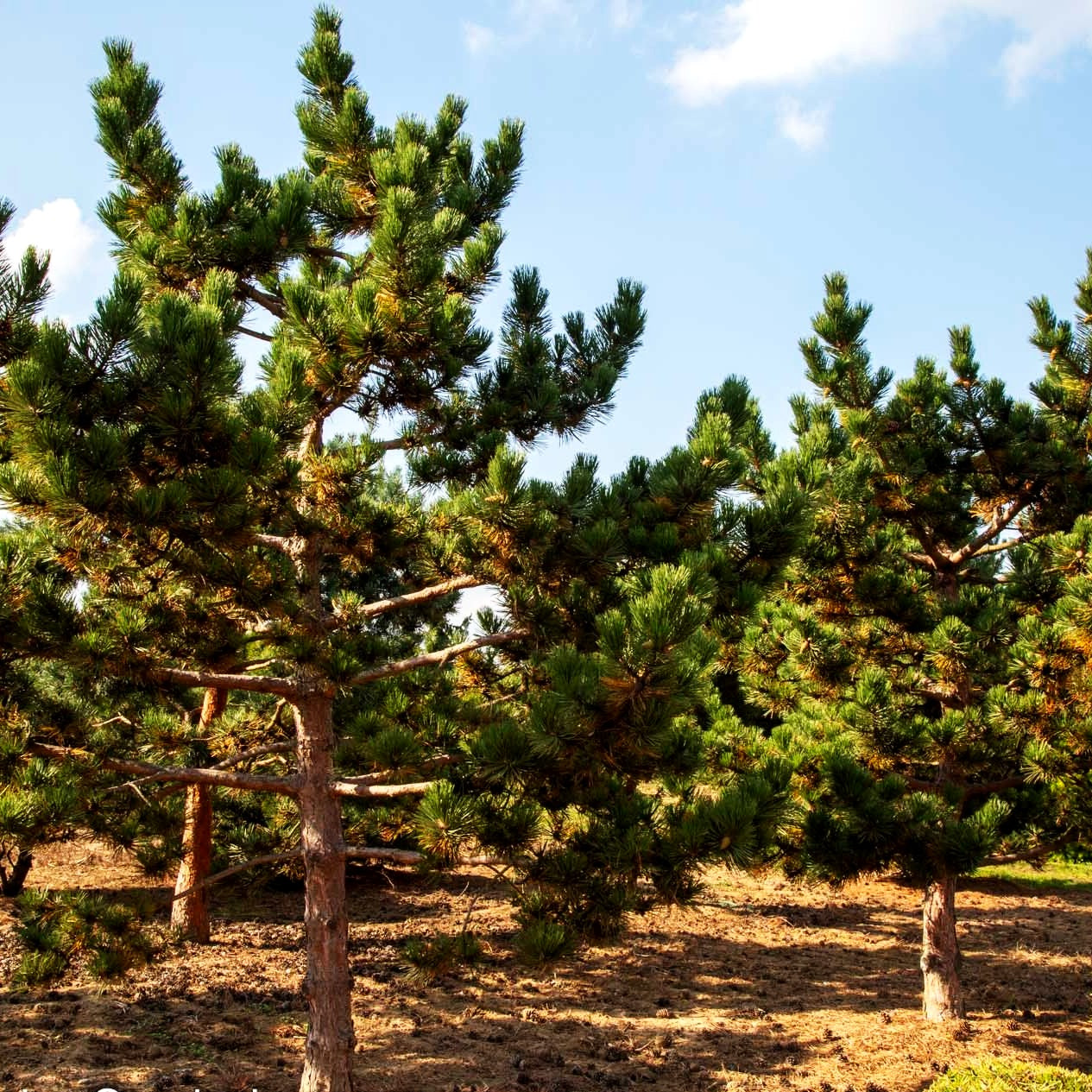 Schwarz-Kiefer 'Jeddeloh' (Pinus nigra)