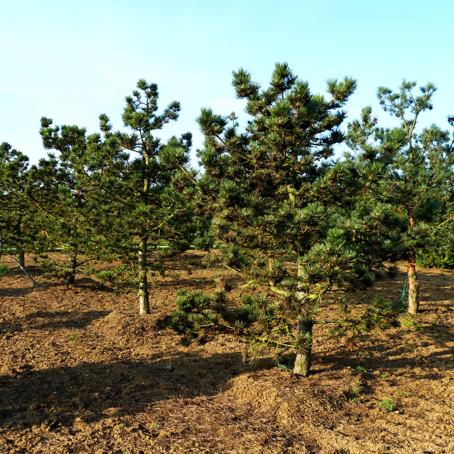 Schwarz-Kiefer 'Jeddeloh' (Pinus nigra)