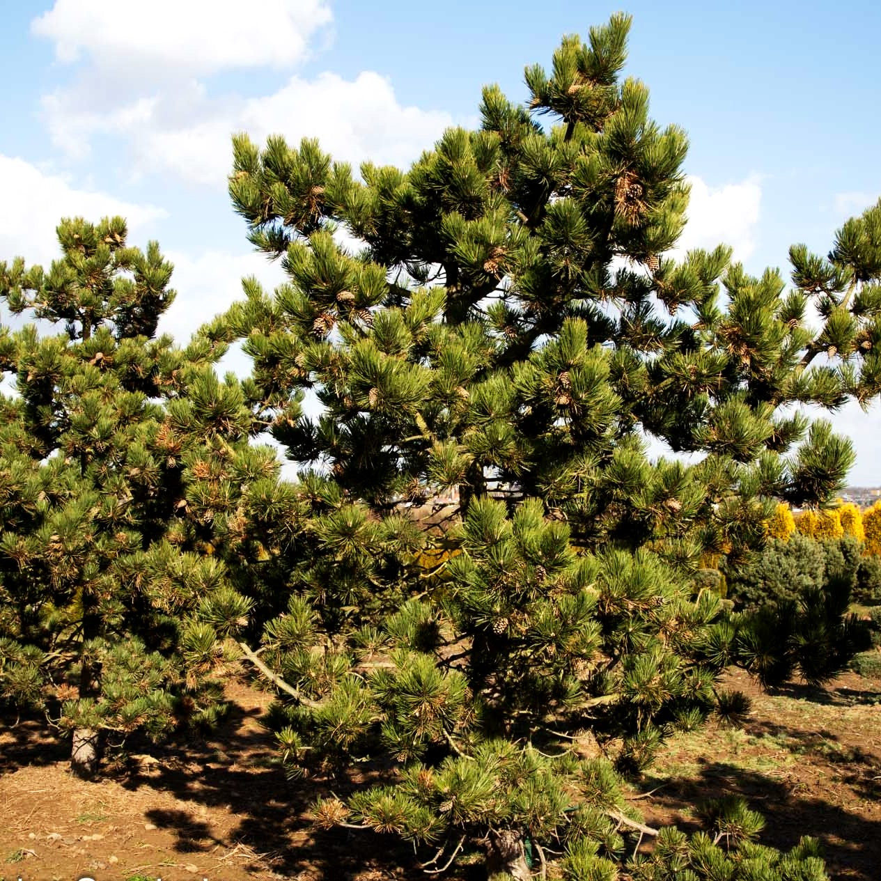 Schwarz-Kiefer 'Jeddeloh' (Pinus nigra)