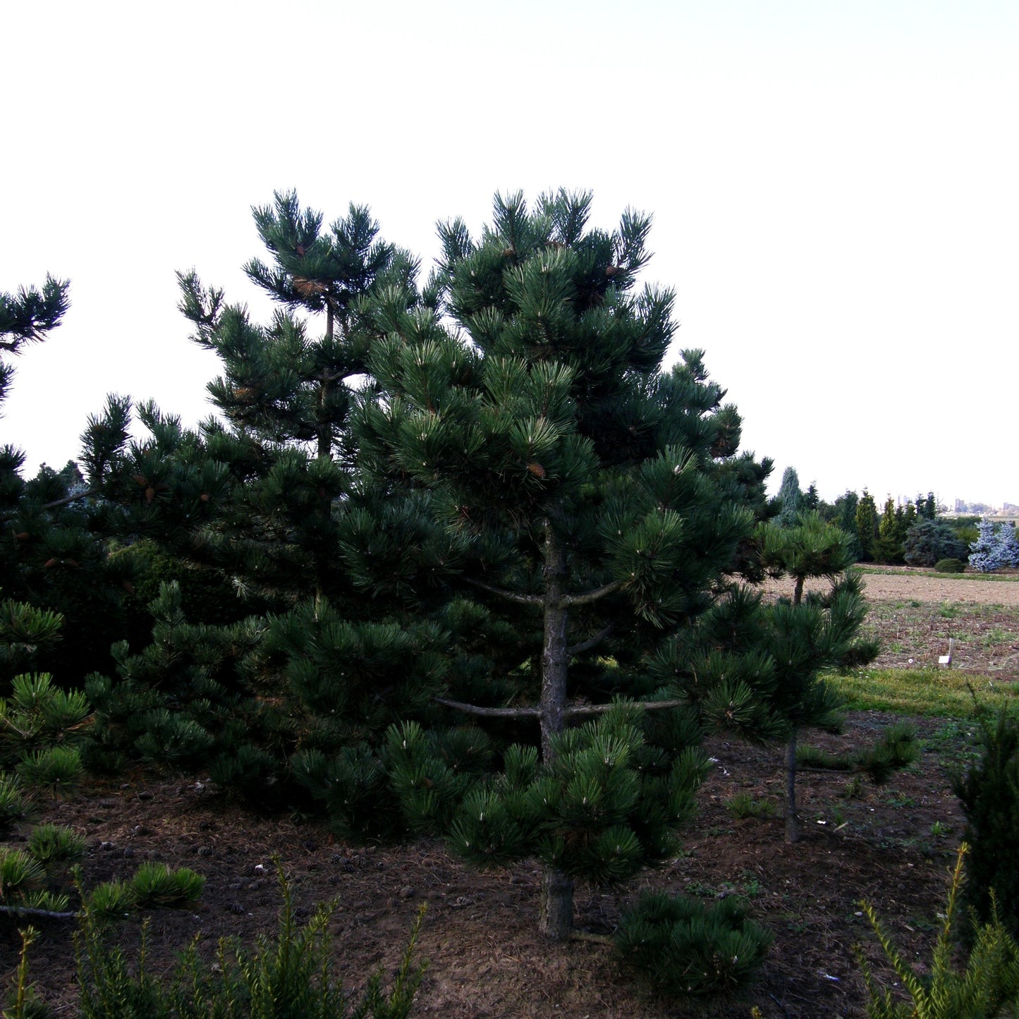 Schwarz-Kiefer 'Jeddeloh' (Pinus nigra)