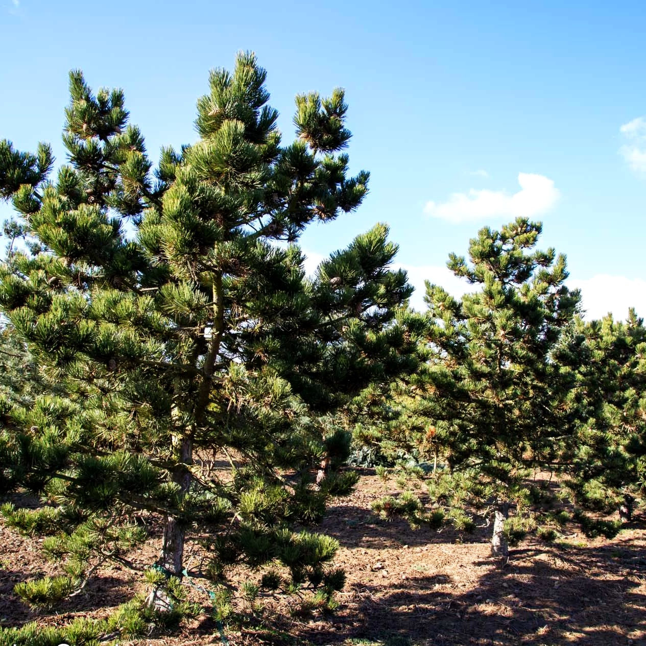 Schwarz-Kiefer 'Jeddeloh' (Pinus nigra)