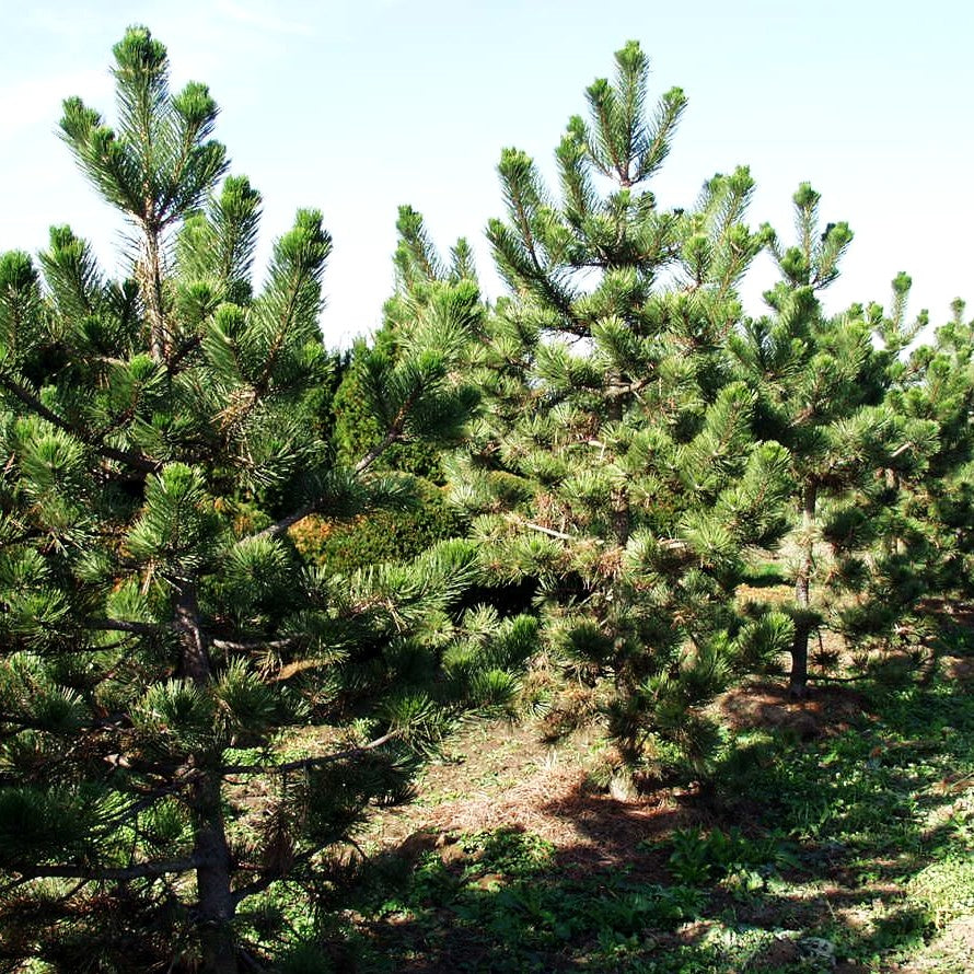 Schwarz-Kiefer 'Jeddeloh' (Pinus nigra)
