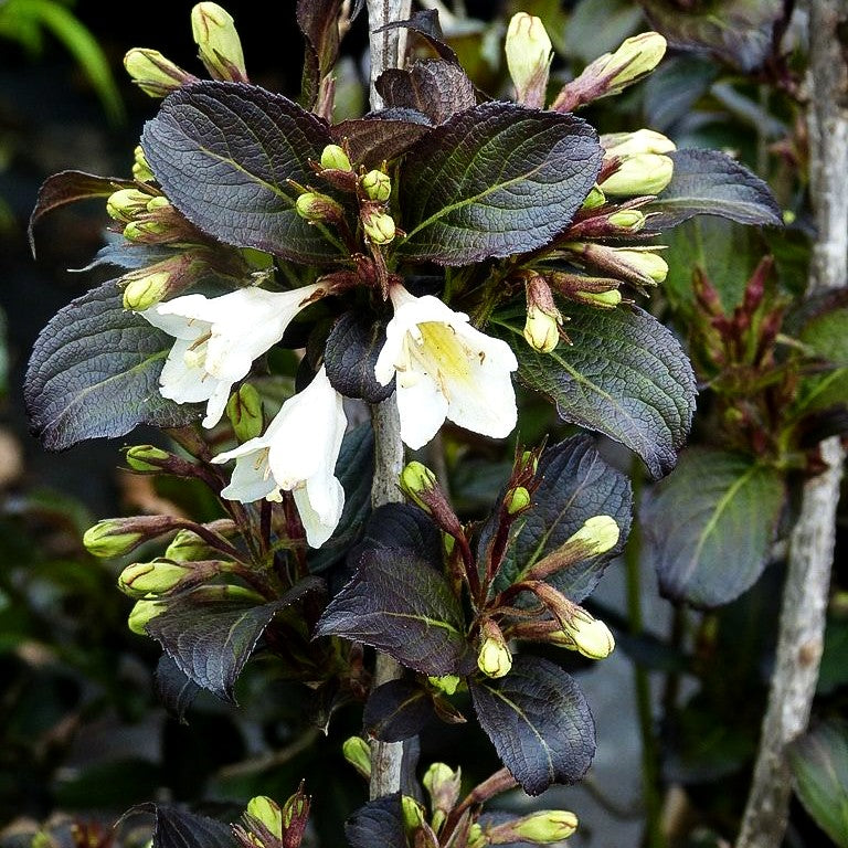 Schwarzblättrige Weigelie 'Ebony and Ivory' (Weigela florida)