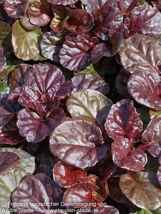 Schwarzbrauner Günsel 'Black Scallop' (Ajuga reptans)