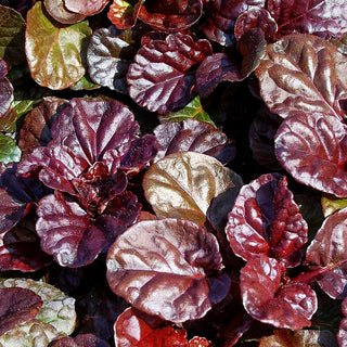 Schwarzbrauner Günsel 'Black Scallop' (Ajuga reptans)