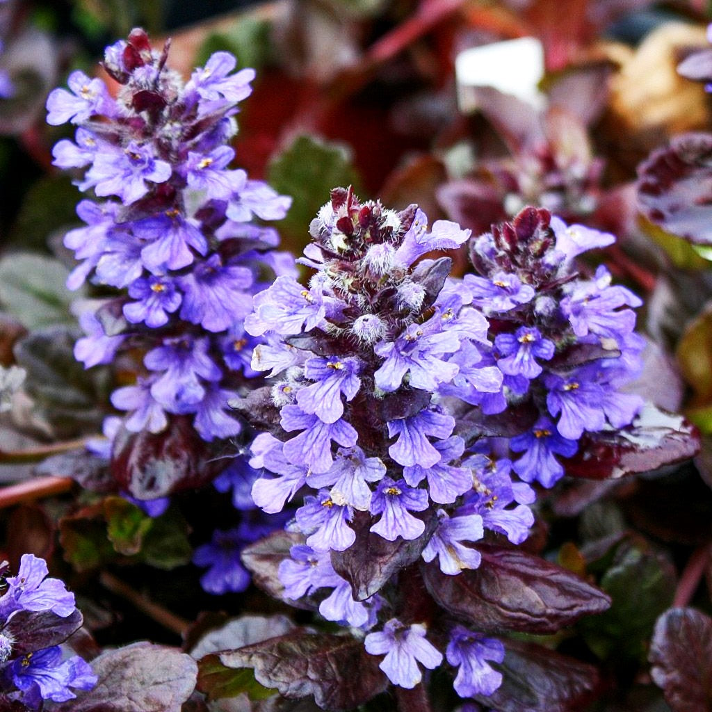 Schwarzbrauner Günsel 'Black Scallop' (Ajuga reptans)