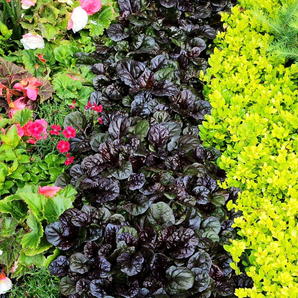 Schwarzbrauner Günsel 'Black Scallop' (Ajuga reptans)