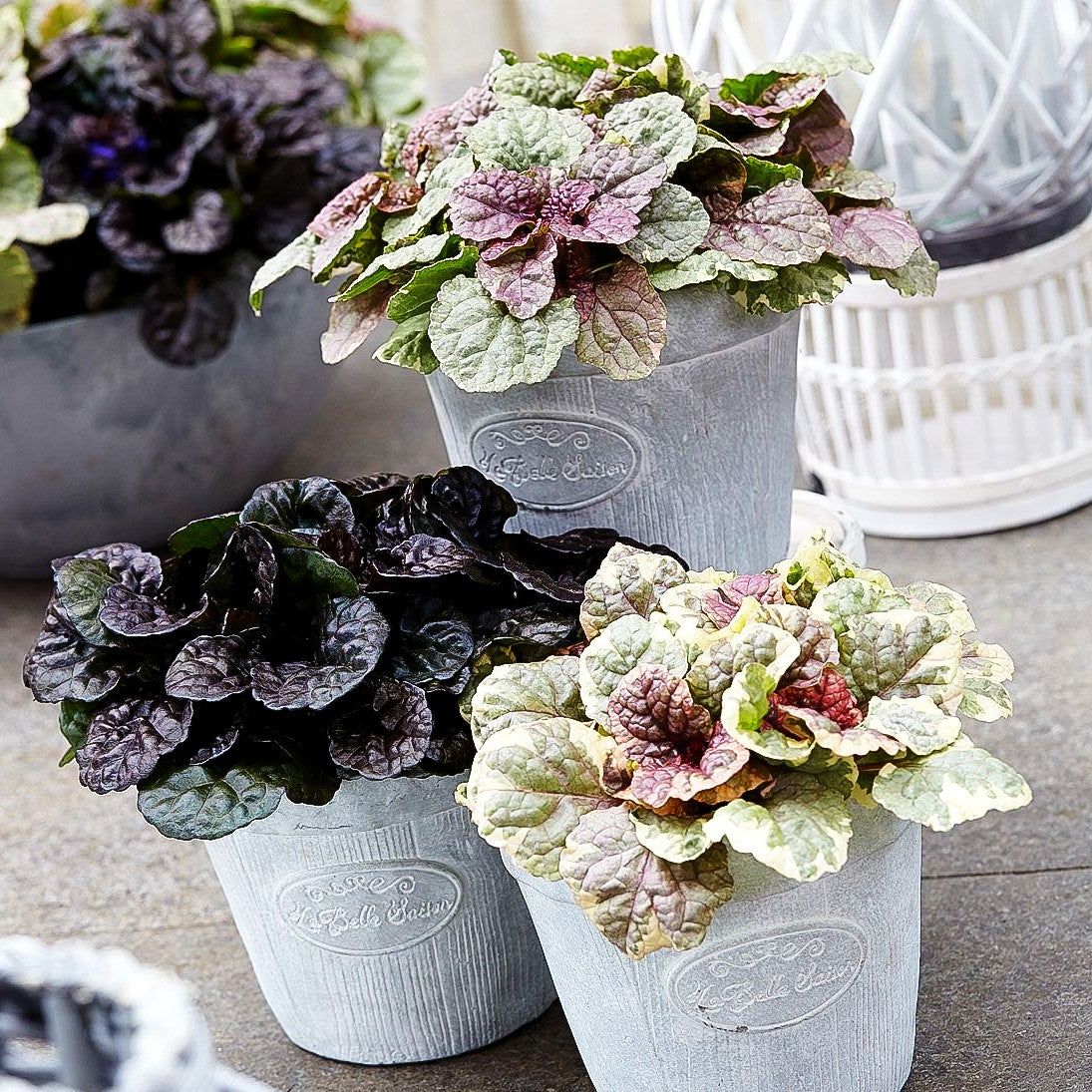 Schwarzbrauner Günsel 'Black Scallop' (Ajuga reptans)