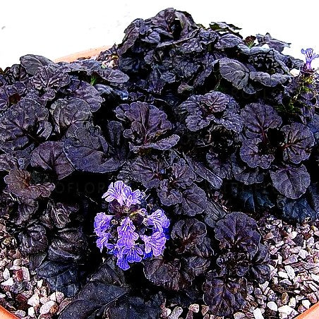 Schwarzbrauner Günsel 'Black Scallop' (Ajuga reptans)