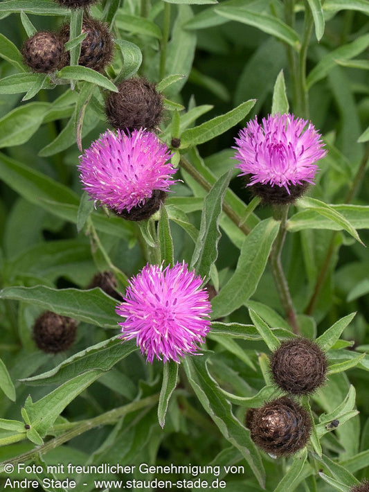 Schwarze-Flockenblume (Centaurea nigra)