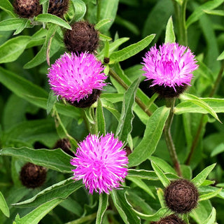 Schwarze-Flockenblume (Centaurea nigra)