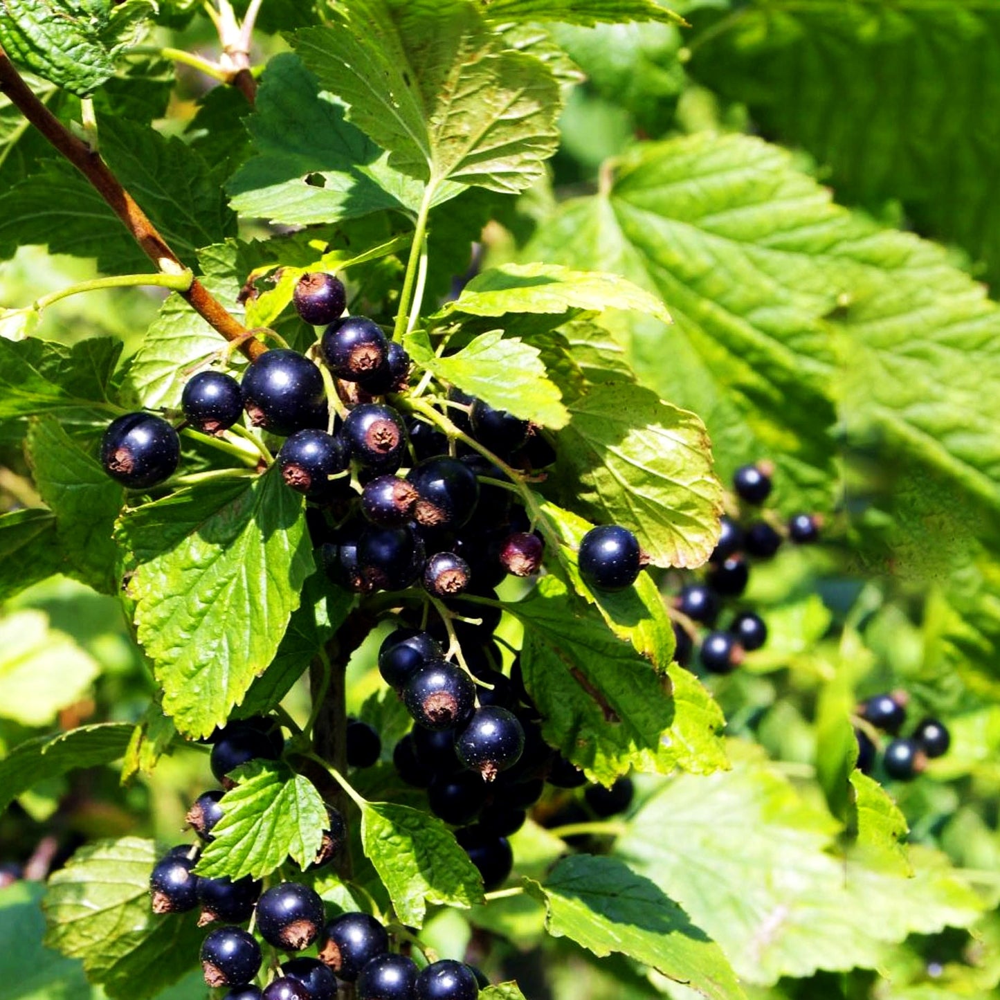 Schwarze Johannisbeere 'Ben Sarek' (Ribes nigrum II)