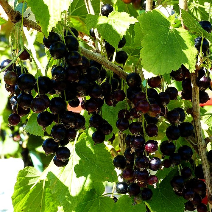 Schwarze Johannisbeere 'Kieroyal' (Ribes nigrum)