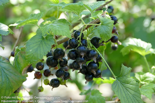 Schwarze Johannisbeere 'Ometa' (Ribes nigrum)