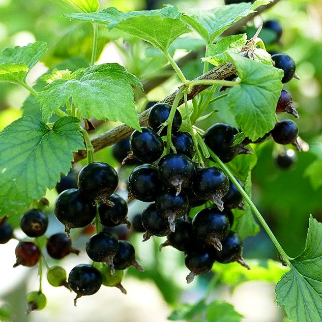 Schwarze Johannisbeere 'Ometa' (Ribes nigrum)