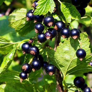 Schwarze Johannisbeere 'Rosenth. Langtraubige' (Ribes nigrum I)