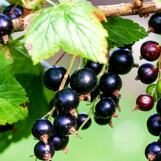 Schwarze Johannisbeere 'Silvergiet. Schwarze' (Ribes nigrum I)