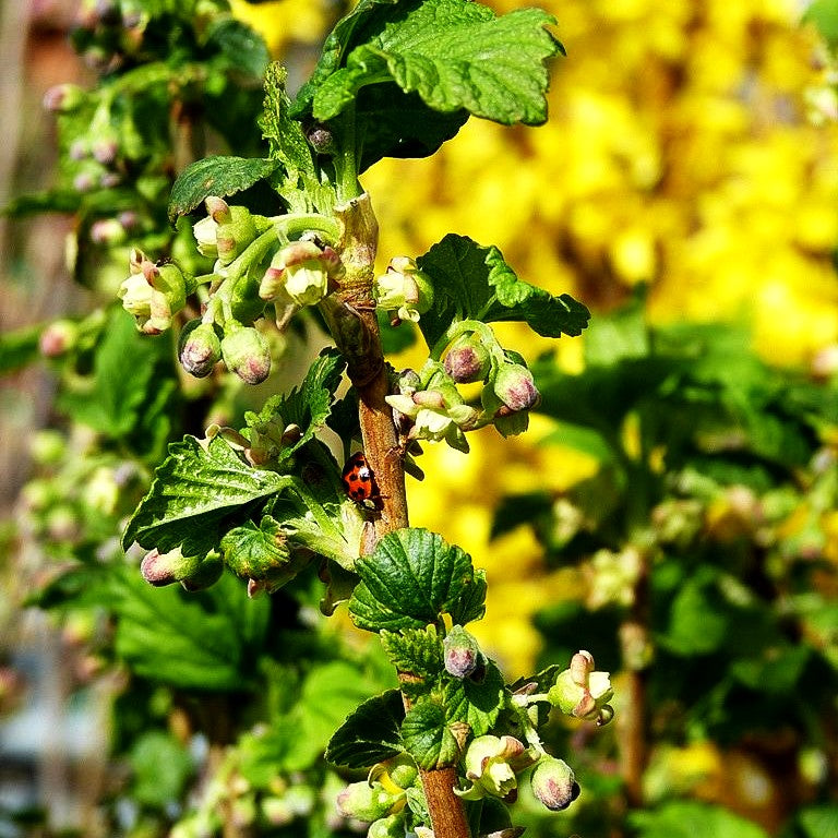 Schwarze Johannisbeere 'Silvergiet. Schwarze' (Ribes nigrum I)