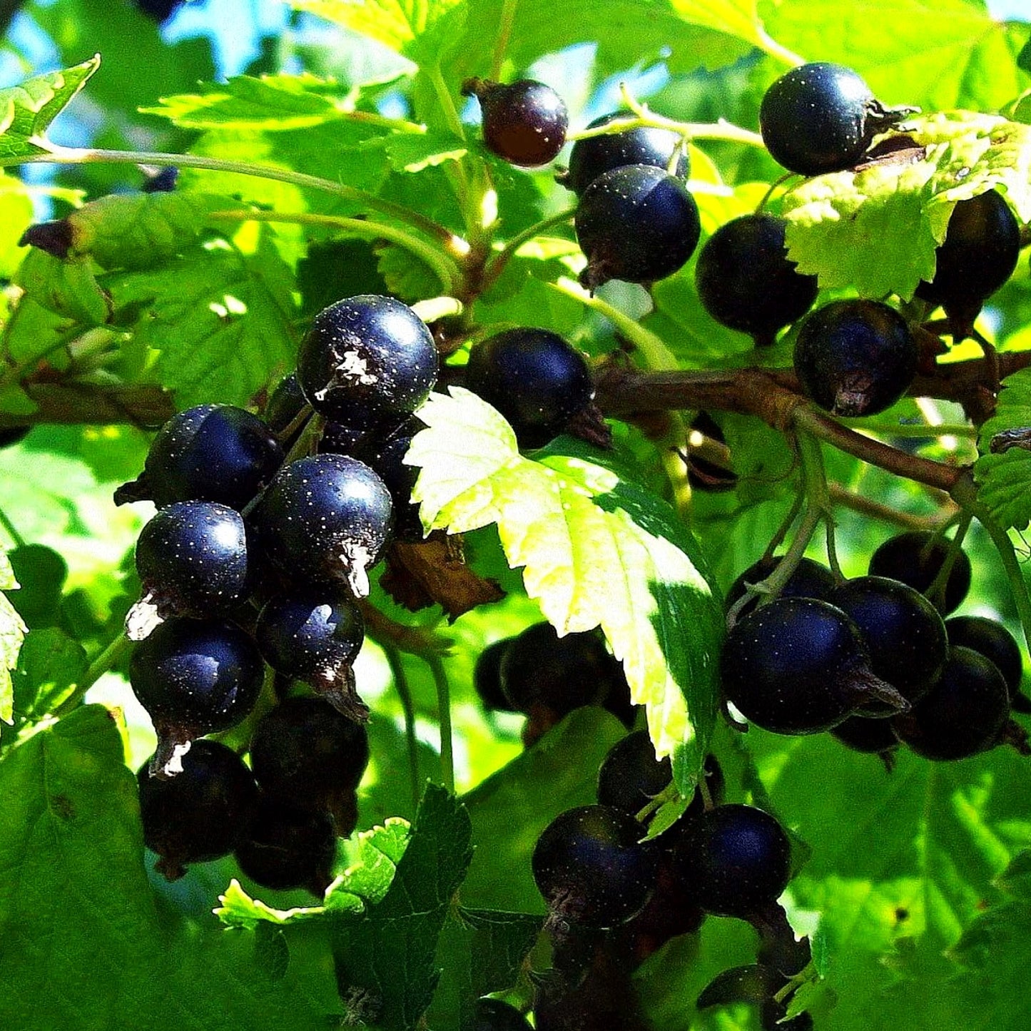 Schwarze Johannisbeere 'Titania' (Ribes nigrum II)