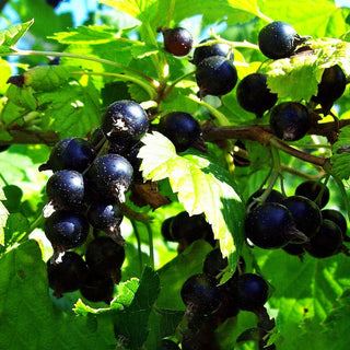 Schwarze Johannisbeere 'Titania' (Ribes nigrum II)