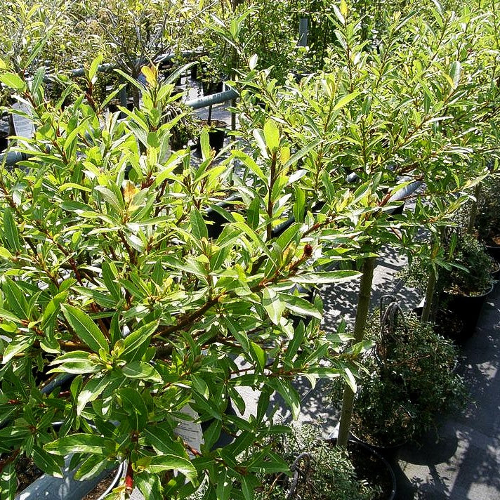 Schwarze Kätzchen-Weide (Salix melanostachys)