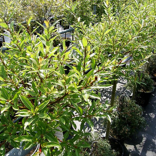 Schwarze Kätzchen-Weide (Salix melanostachys)
