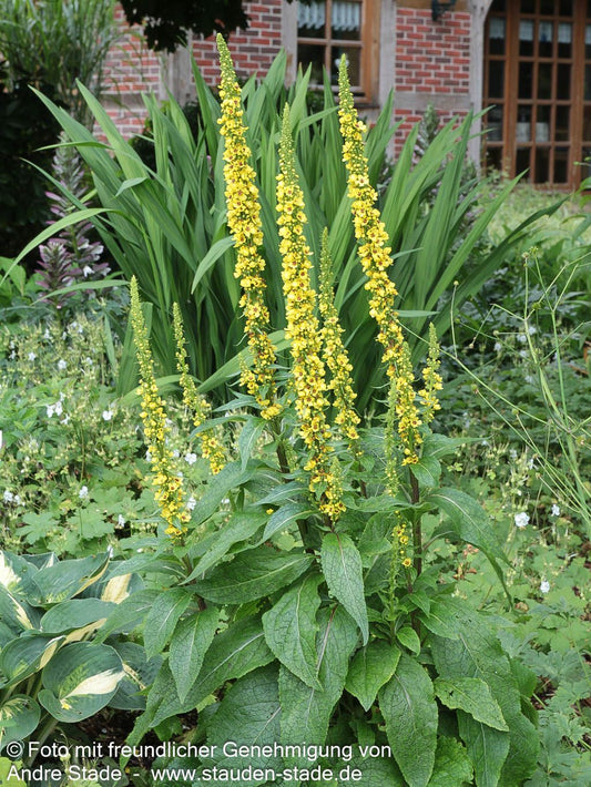 Schwarze Königskerze (Verbascum nigrum)